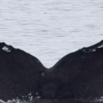 marine mammals humpback whale tail