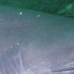 Six gill shark