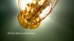 sea nettle in sunlight