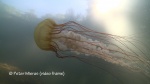 sea nettle close to surface