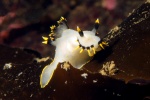 The smiling nudibranch